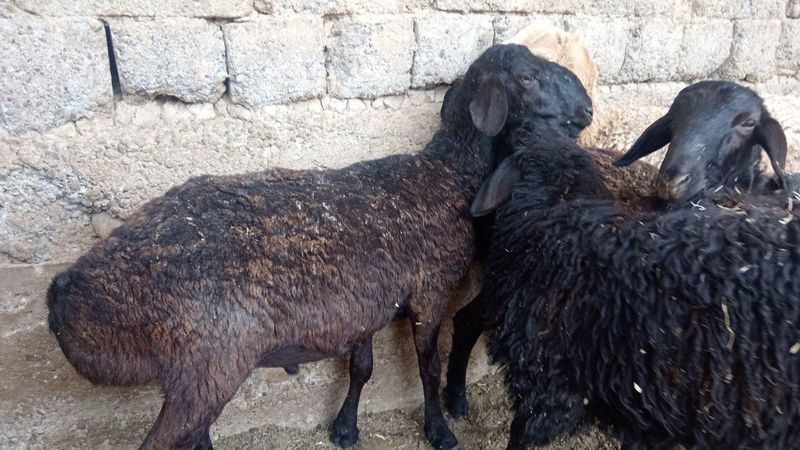 Qochqor la sotiladi Qochqor la sotiladi