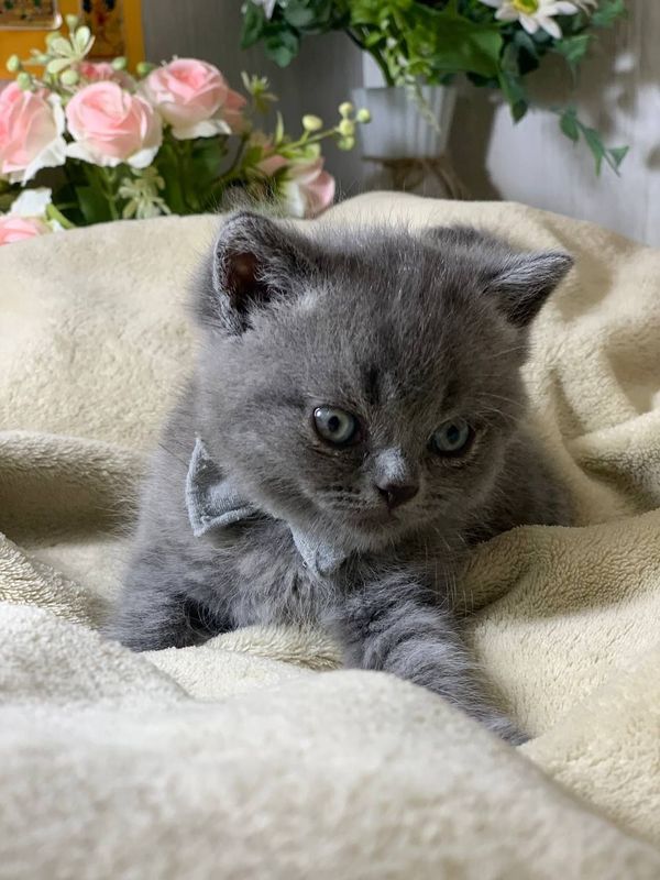 Скотишш страйт цена договорная Скотишш страйт цена договорная