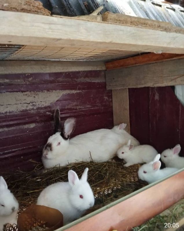 Продаются калифорнийские крольчихи с крольчатами Продаются калифорнийские крольчихи с крольчатами