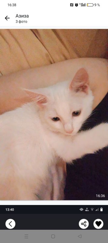 Отдам кошечку добрые люди