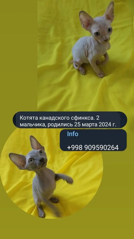 Продаются котята