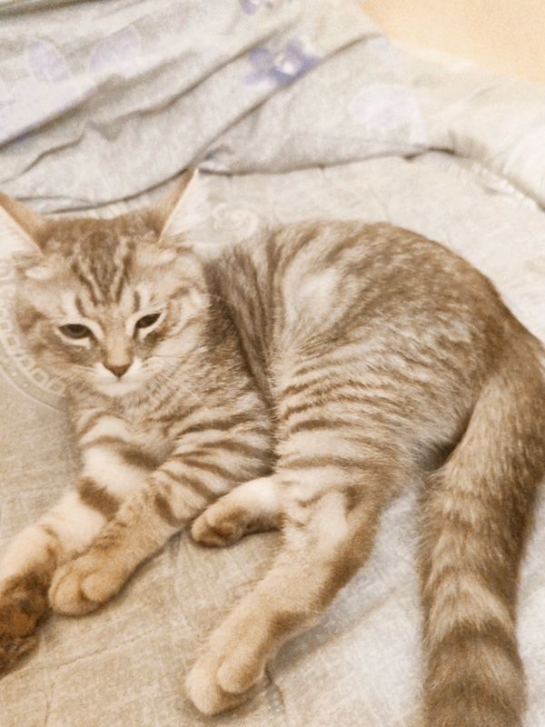 домашная кошка домашная кошка