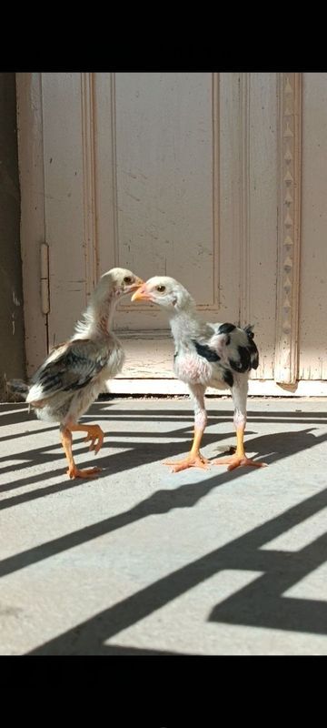 Dakan jojala sotiladi Dakan jojala sotiladi