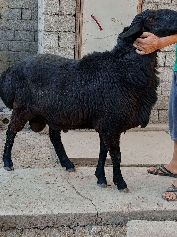 Qoʻchqor sotiladi patodali