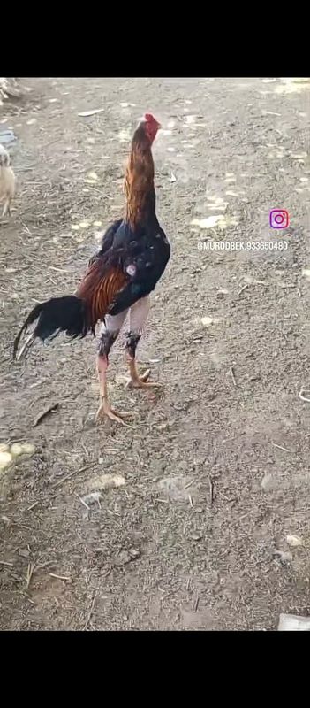 dakang jojalari sotladi dakang jojalari sotladi