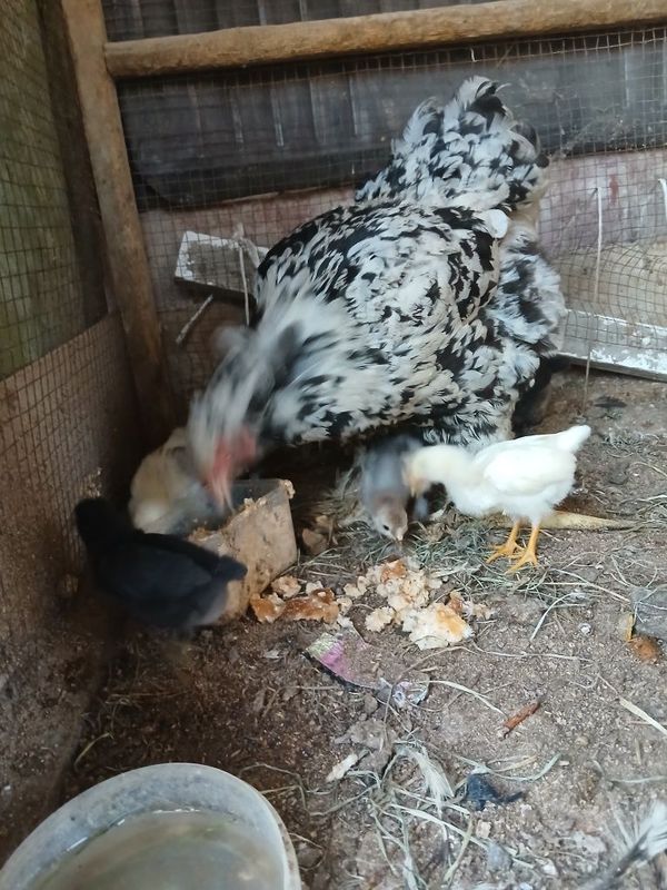 Brama tovuq jujalari bilan Brama tovuq jujalari bilan