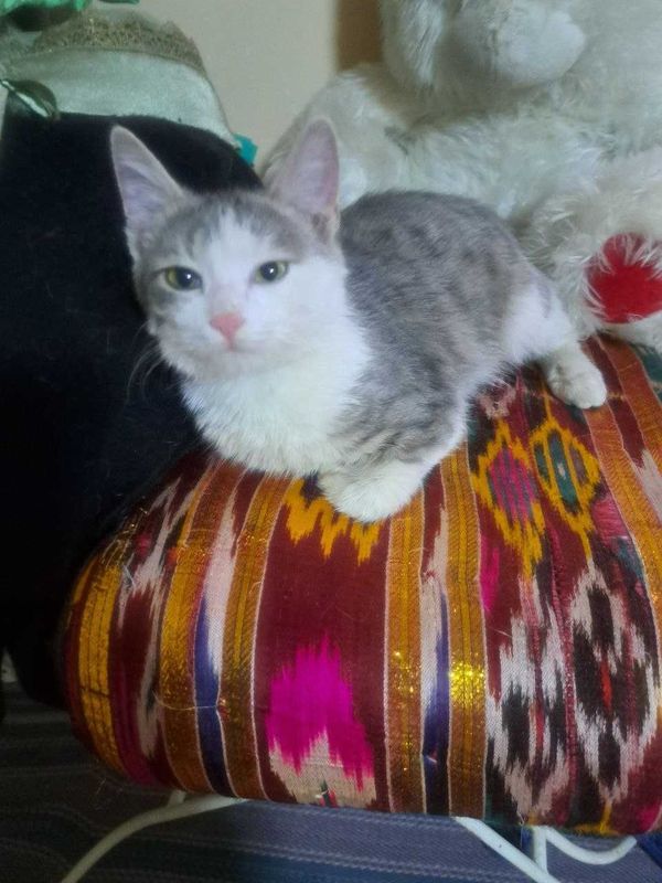Бесплатно котёнок мальчик Бесплатно котёнок мальчик