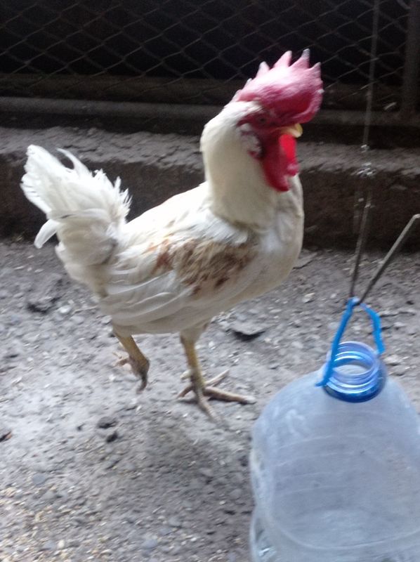 Продаётся петух домашний