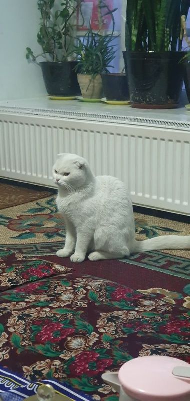 Mushuk sotiladi jinsi qiz Mushuk sotiladi jinsi qiz