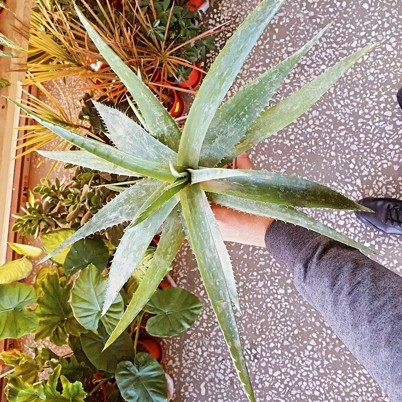 Aloe vera Алоэ вера