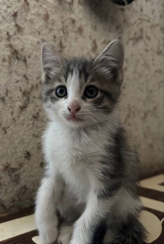 Котята бесплатно Котята бесплатно
