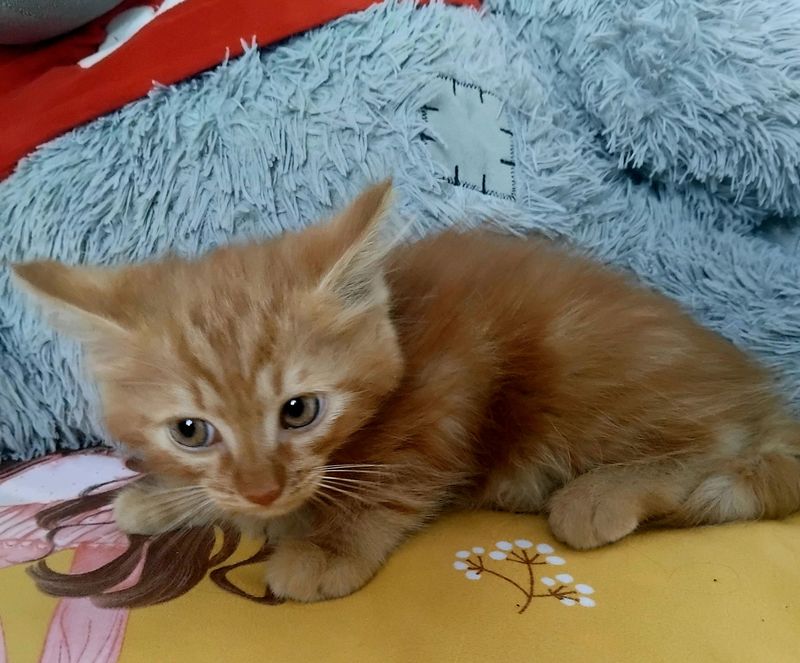 кошкаа кошкаа