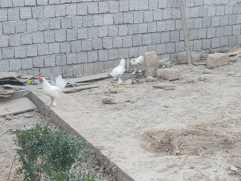 Yosh yapon xorozlar sotiladi 3 ta