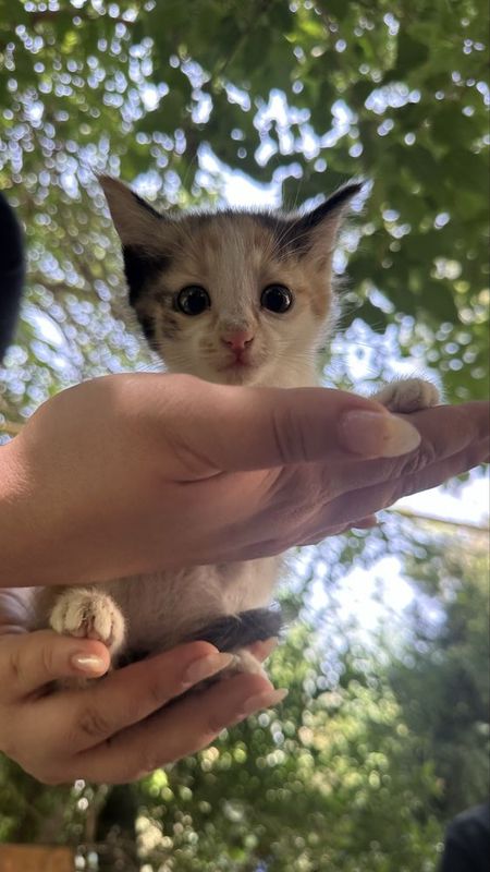Ребёнок кошки в семью Ребёнок кошки в семью