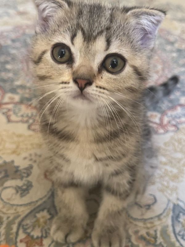 Продоётся котёнок
