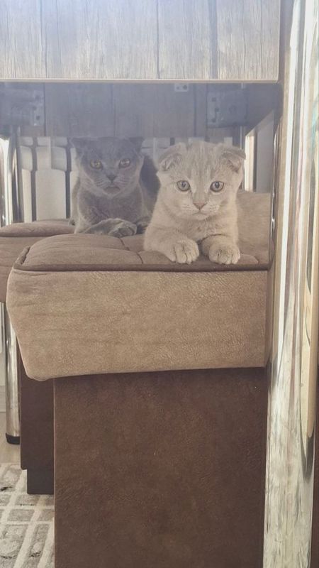 Scottish fold vislouxiya Scottish fold vislouxiya
