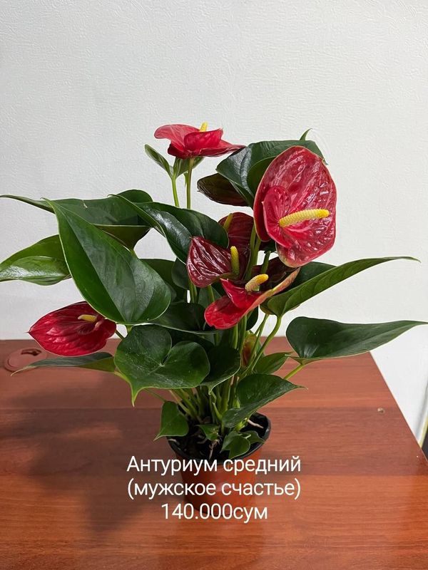 Комнатные растения Комнатные растения