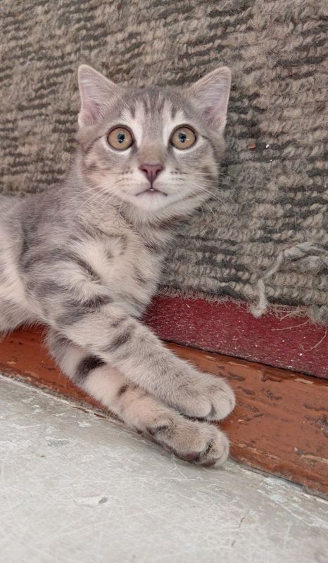 Котёнок мальчик домашний