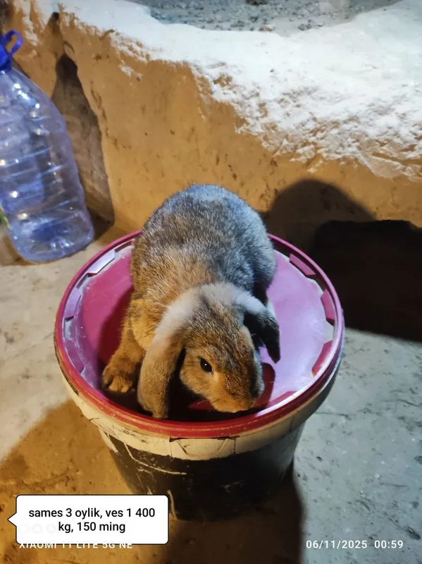 Gibrid quyonlar sotiladi 3 oylik Gibrid quyonlar sotiladi 3 oylik