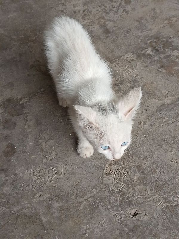 Ищет дом прекрасную кошечка Ищет дом прекрасную кошечка