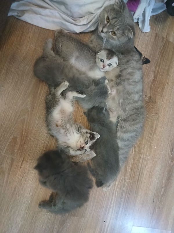 Срочно продаются котята Срочно продаются котята