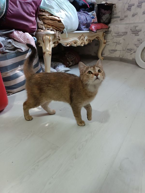 Skotish strayt zolotoy shinshila okras Skotish strayt zolotoy shinshila okras