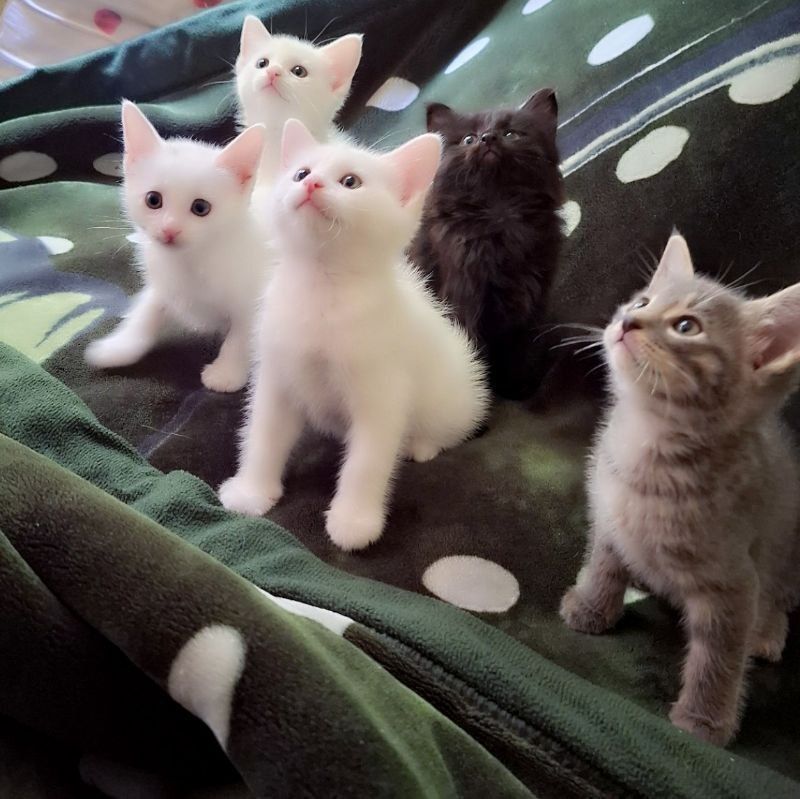 Mushuk bolasi sotiladi Mushuk bolasi sotiladi