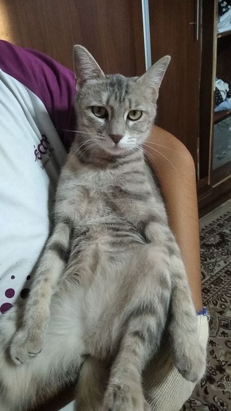 Mushuk sotiladi:Ayol mushuk ismi pusu Mushuk sotiladi:Ayol mushuk ismi pusu