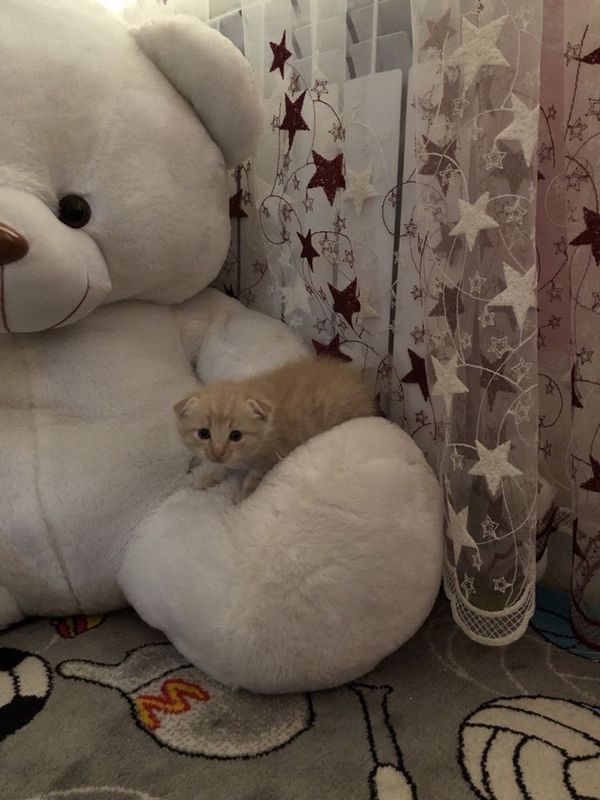 Вислоухий рыжий котенок Вислоухий рыжий котенок