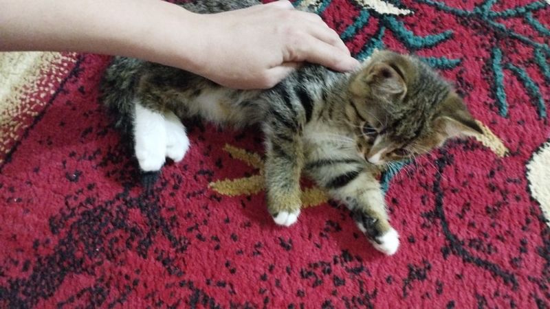 Отдам в хорошие добрые руки Отдам в хорошие добрые руки