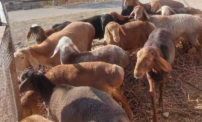 Qurbon hayitiga quchqorlar sotiladi Qurbon hayitiga quchqorlar sotiladi