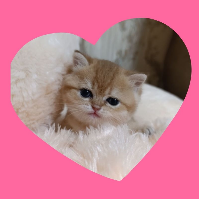 Золотая шиншилла