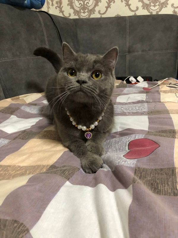 Скотиш страйт мушук киз бола Скотиш страйт мушук киз бола