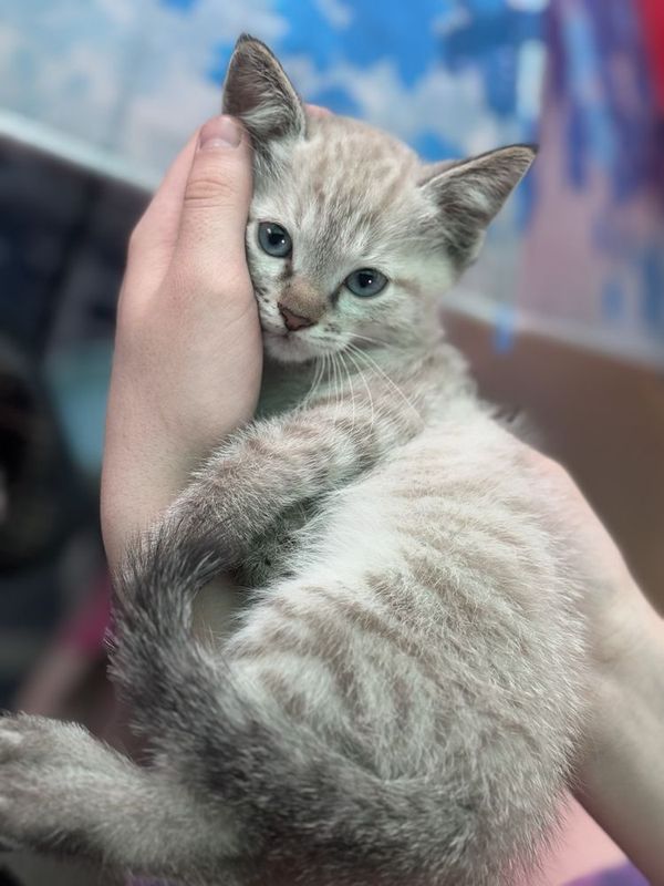 Продаются сиамкие котята в Чирчике!! Продаются сиамкие котята в Чирчике!!