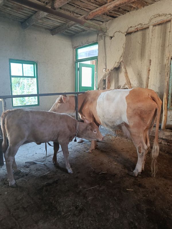 Zotdor sigir urg'ochi bolasi bilan