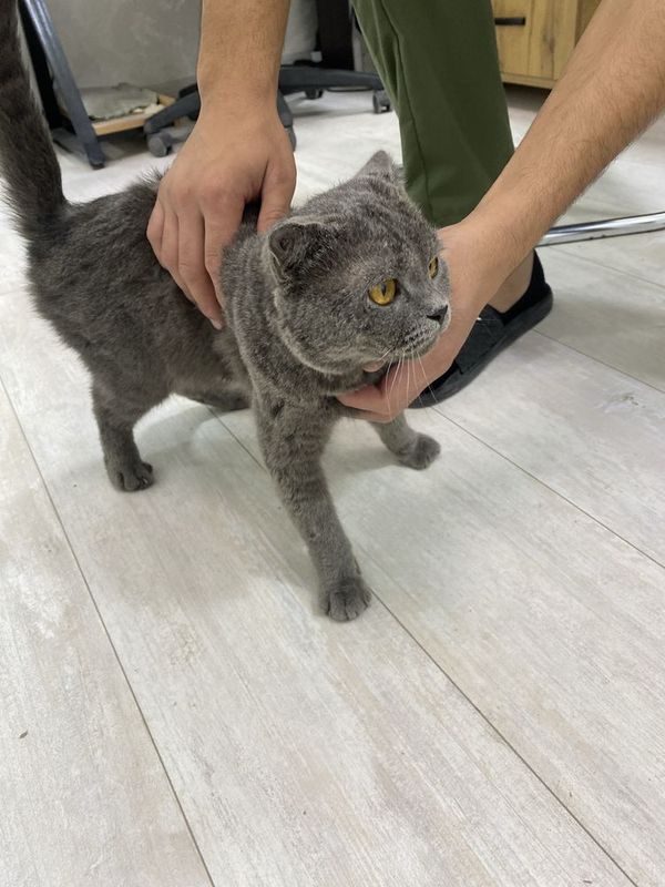Кошка британский