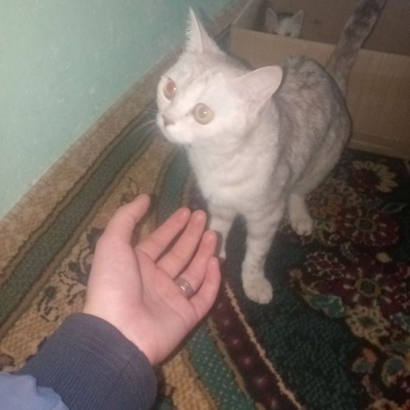 Продаются породистые котята (шиншилла ) Продаются породистые котята (шиншилла )