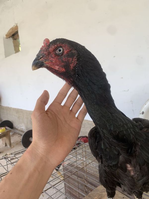 Sotiladi makyon . Sotiladi makyon .