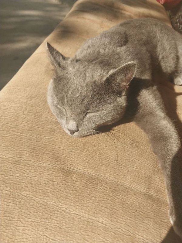 Mushu ogil bola zotini bilmiman Mushu ogil bola zotini bilmiman