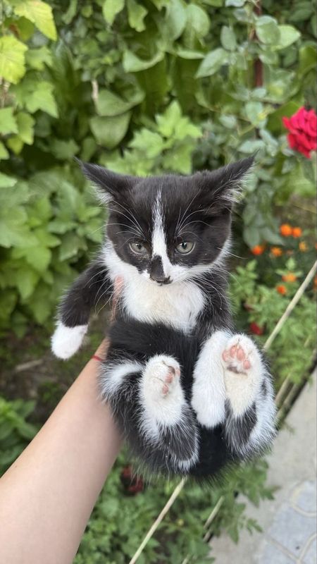 Котята , 2 месяца отдам в хорошие руки Бесплатно !!! Котята , 2 месяца отдам в хорошие руки Бесплатно !!!