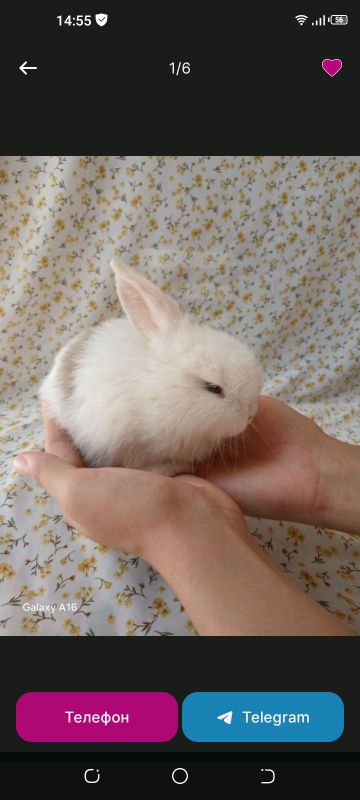 зайчик