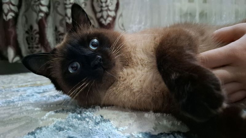 Сиамская кошка Сиамская кошка