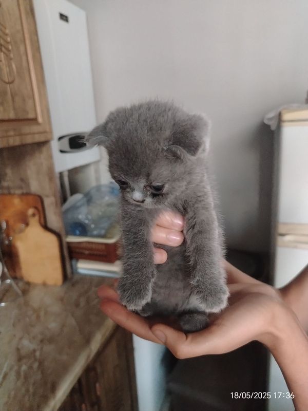 shatlanski shinshila onasini zoti otasini zoti skottiw strayk shatlanski shinshila onasini zoti otasini zoti skottiw strayk