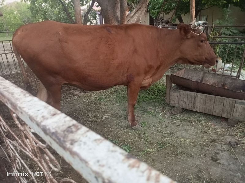 Sigir sotiladi narxi 20 mln. Ves 390 kg Sigir sotiladi narxi 20 mln. Ves 390 kg