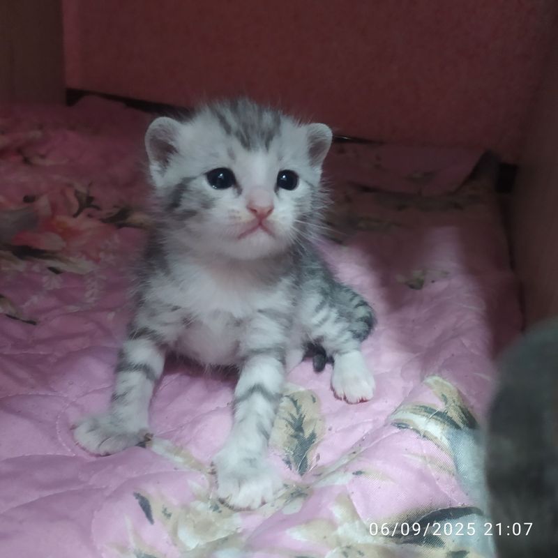 Mishukchalar sotiladi Mishukchalar sotiladi