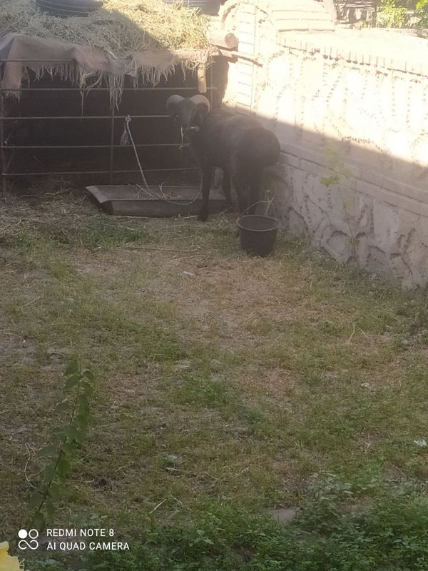 Qòchqor sotiladi Qòchqor sotiladi