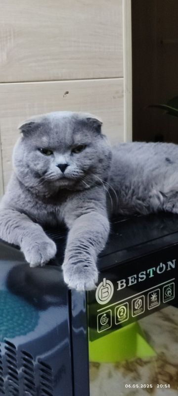 Вязка британского кота Вязка британского кота