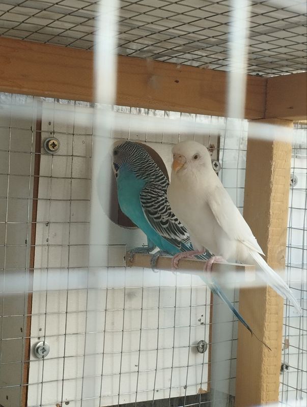 Valnistiyla sotiladi Valnistiyla sotiladi