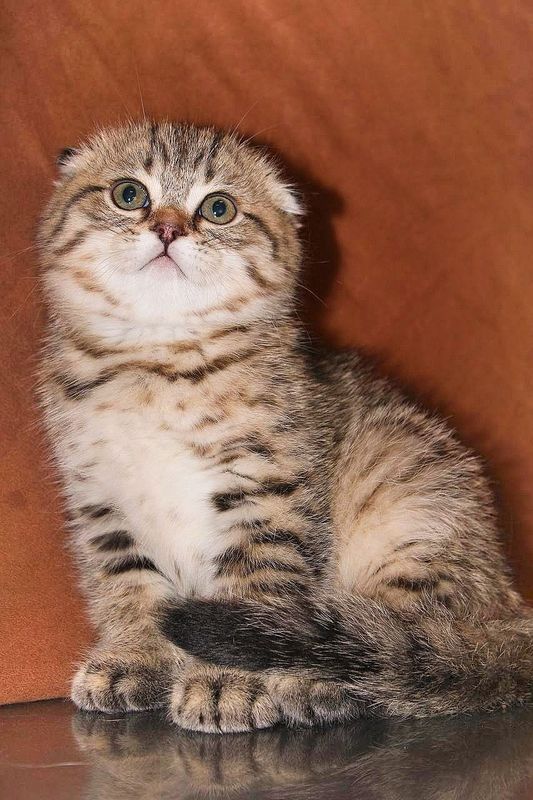 Скоттиш Фолд Вислоухий котенок мальчик Скоттиш Фолд Вислоухий котенок мальчик