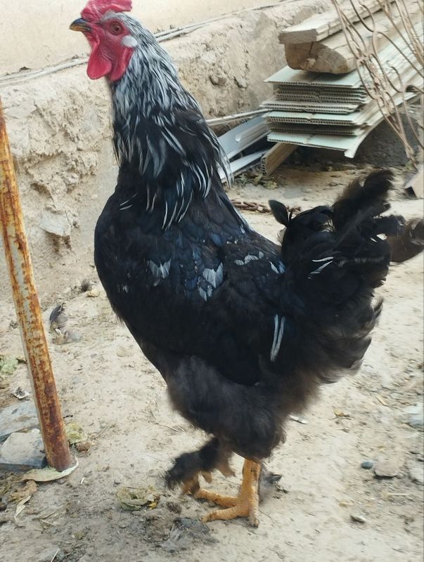 Brama xurozi zotdor Brama xurozi zotdor